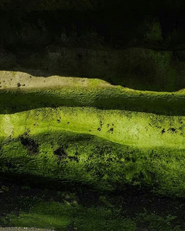 A few from my secret beach over the long weekend, you can only get there on a very low tide.  This place has it all, waterfalls, tide pools, spectacular cliffs and that surreal green seaweed.
.
.
.
#secretbeach #southislandnewzealand #southernsummer #westcoastnz #lookingup #wedtisbest #belowthetide #lowtide #shadesofgreen #tidepools #waterfall #seaweed #taketimetobreathe #keepitreal