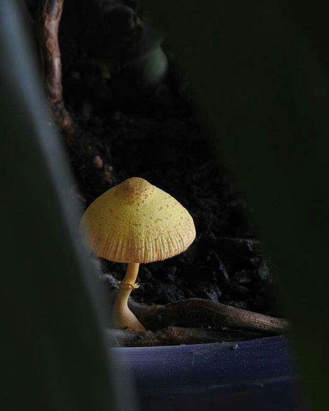 Good morning mushroom, or is it a toadstool? .
.
#indoorgarden #growyourown #fancyfungus #whenyourindoorplantsneedafriend