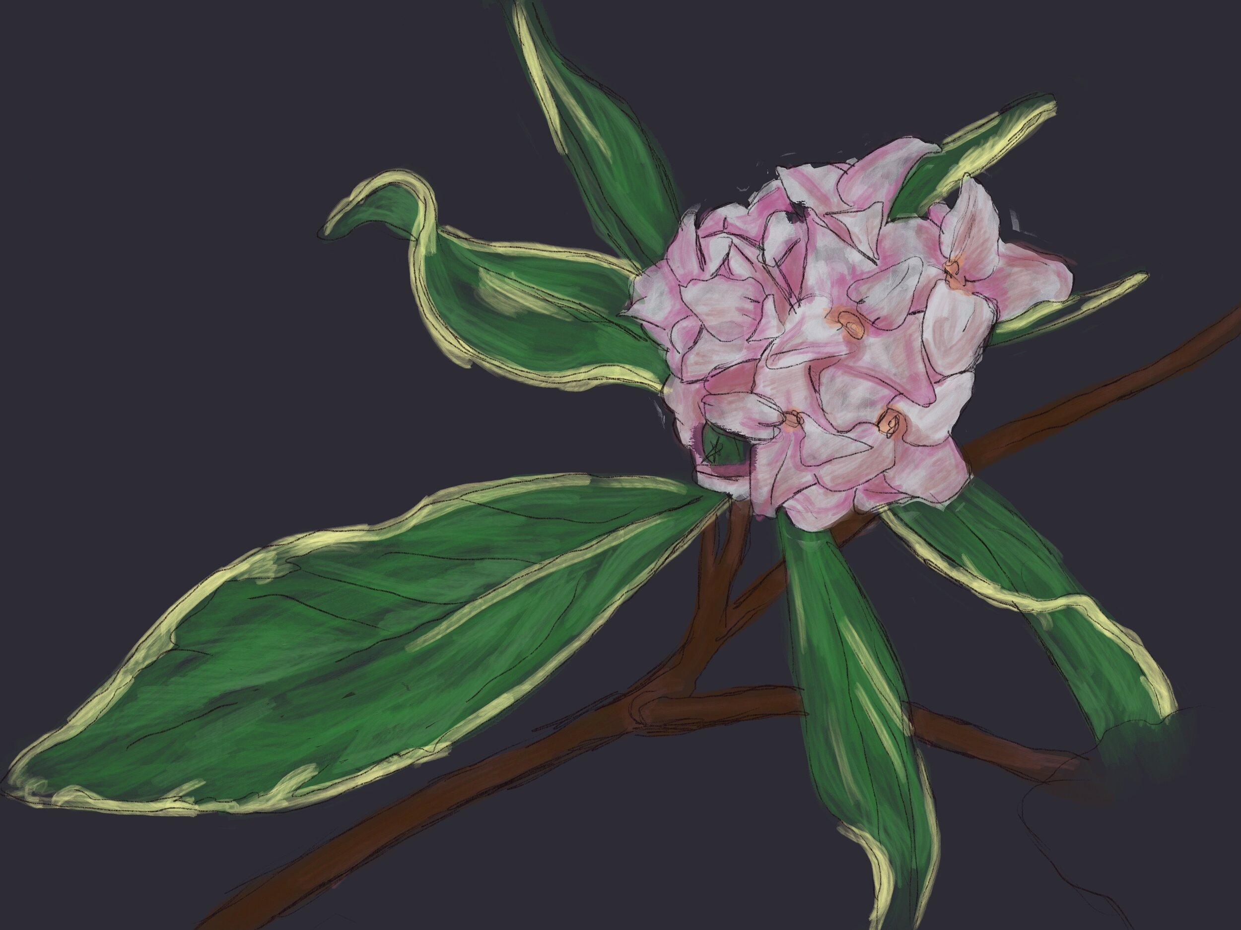 daphne in progress.JPG