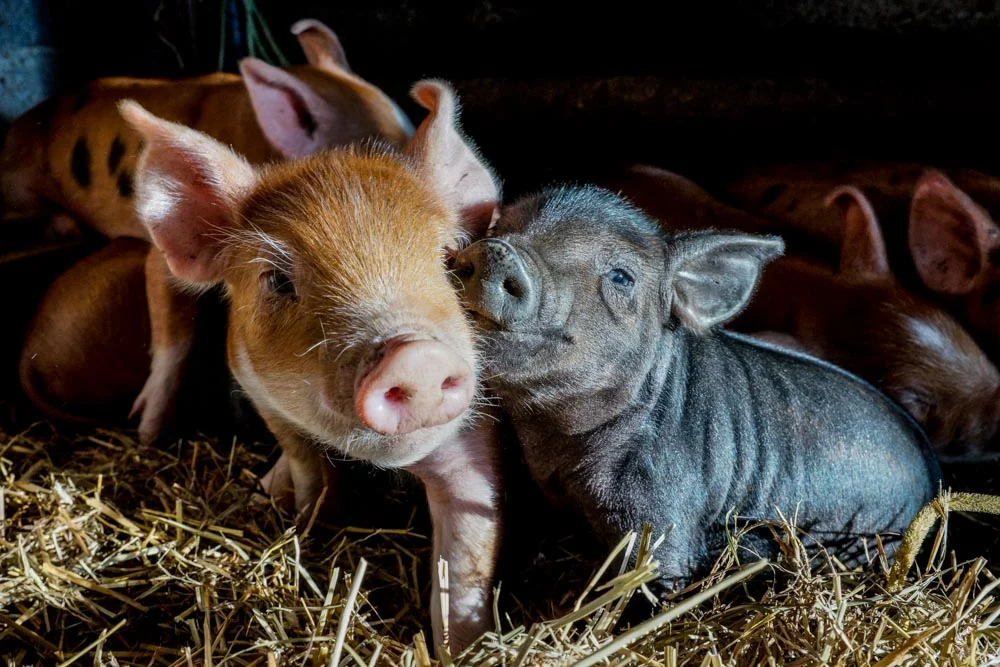Piglets_Nuzzle.jpg