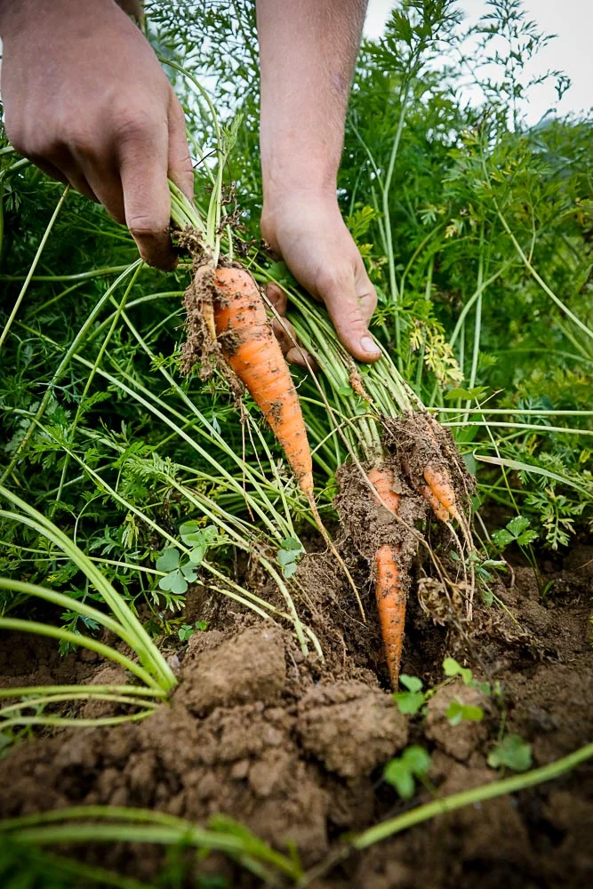 AGT_Farm_08_01_14_Web-27.jpg