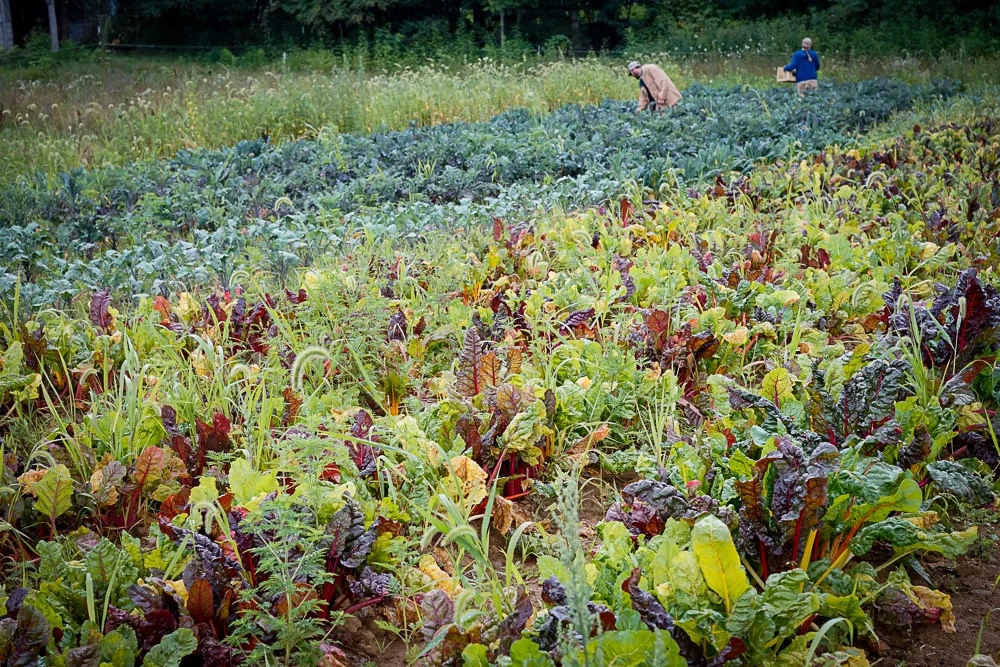 AGT_Farm_08_01_14_Web-40.jpg