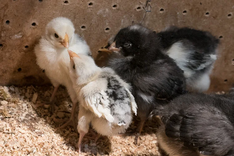 Chicks-Convo-1.jpg