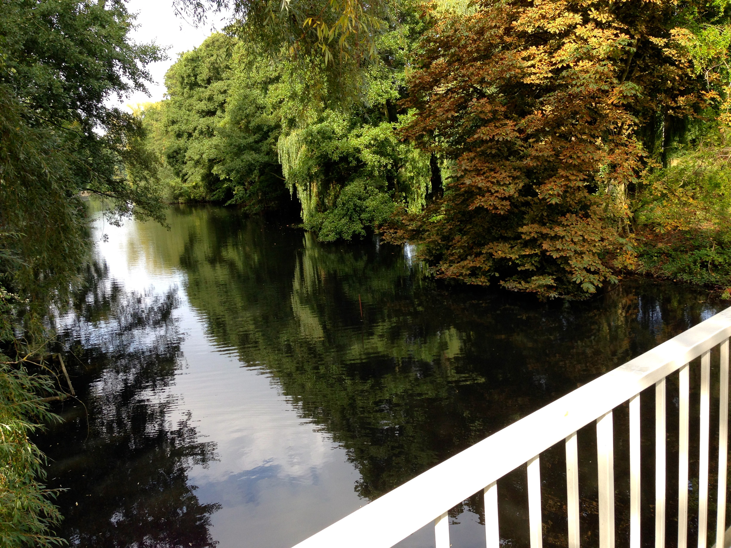 Whiteknights river/lake - I cross this bridge everyday