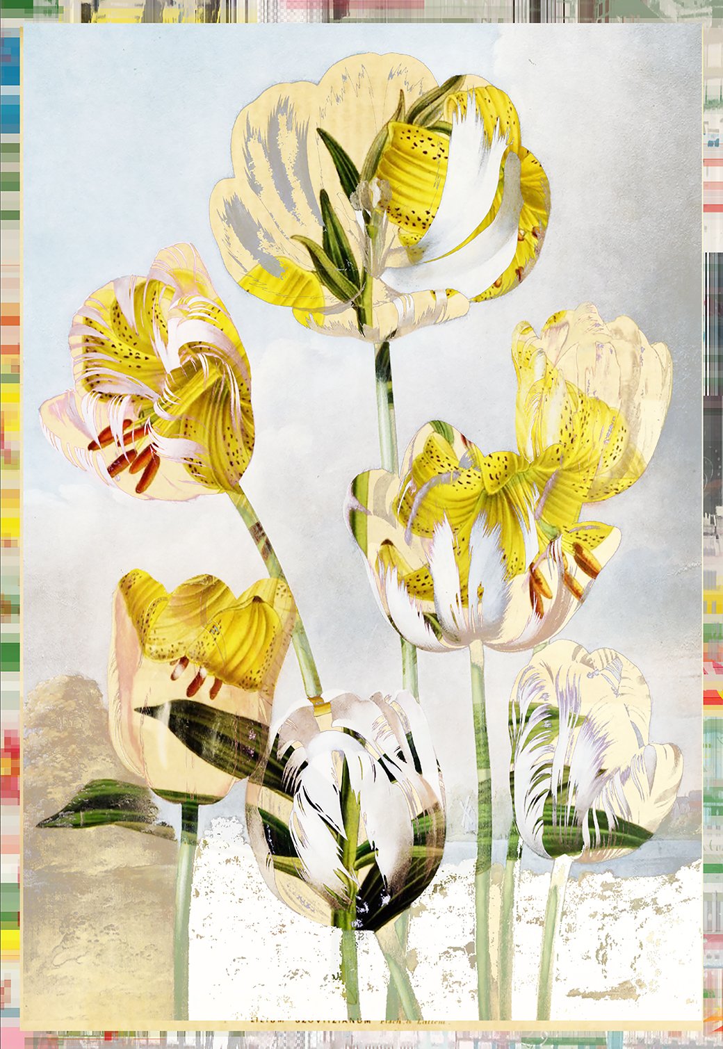 "Tapestry Tulip Lily Glitch" drawing on pigment print on Hahenmühle. size varies