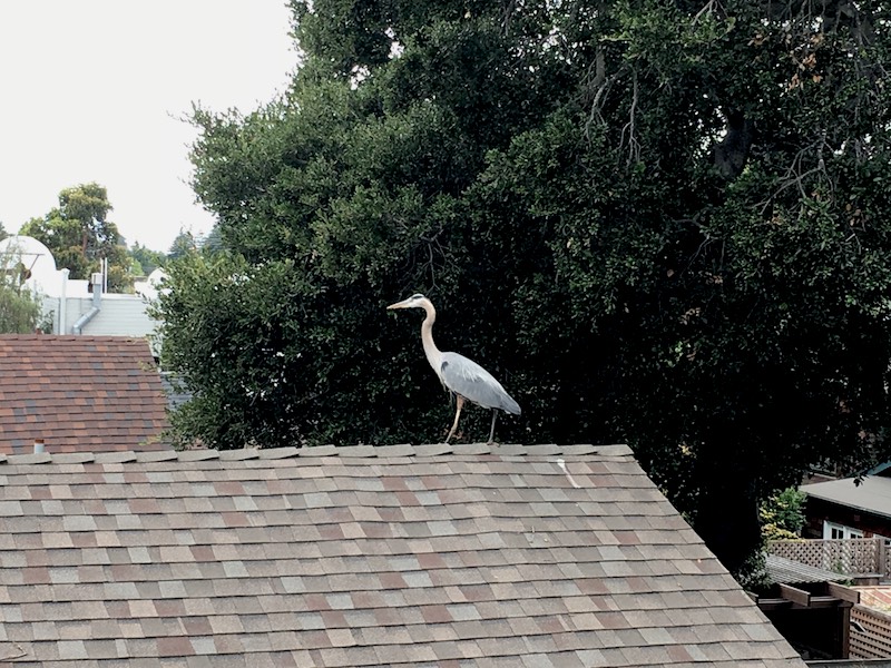 Came back from voting to find this outside the window.