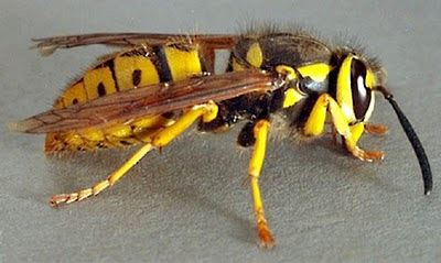 Is it a yellow jacket wasp or not Blue Ridge Discovery Center