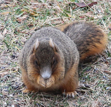 Fox Squirrel