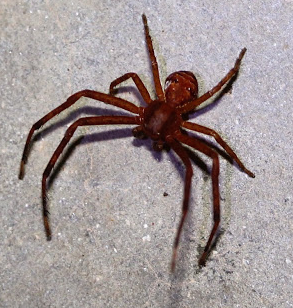 Predators on my porch