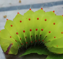 Caterpillars and Pupae