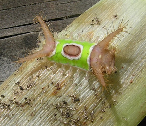 Painful garden encounter