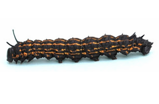 Orange-striped Oakworms