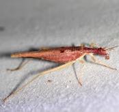 Tree Crickets