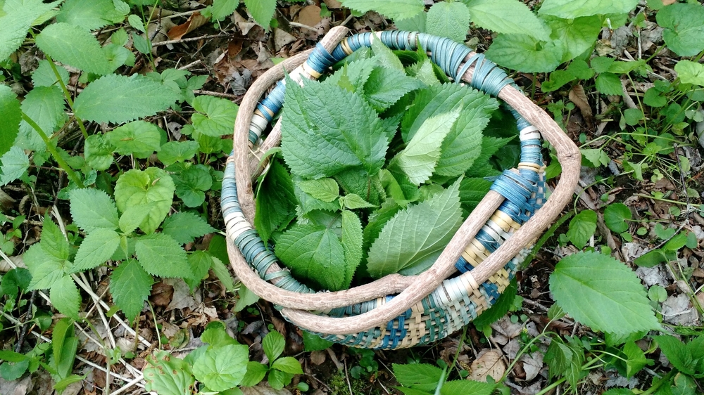 Harvested nettles.