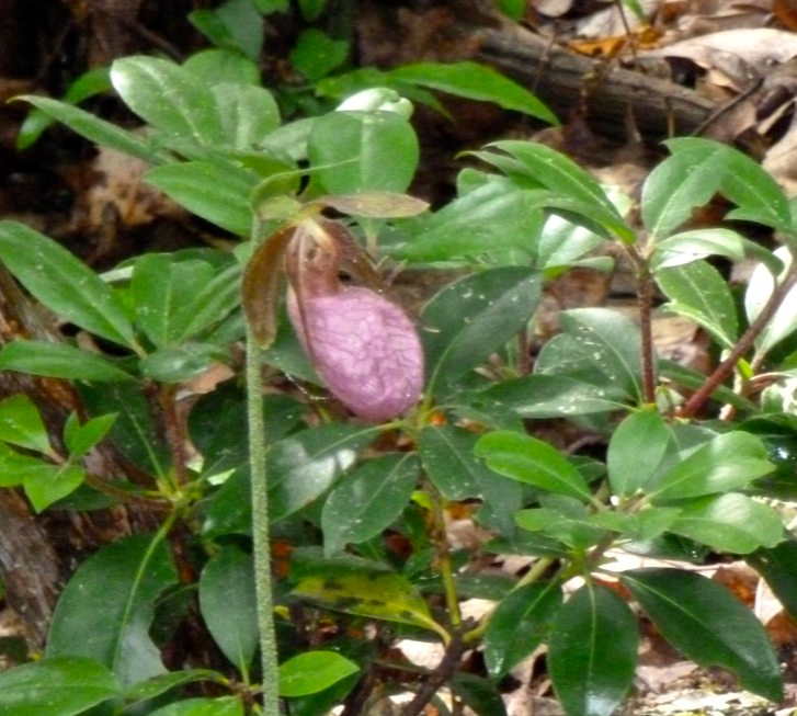 Pink Lady Slipper