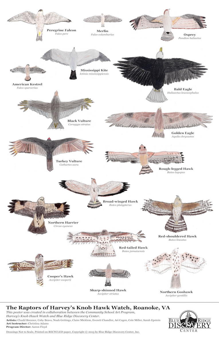 RAPTORS OF HARVEY'S KNOB HAWK WATCH