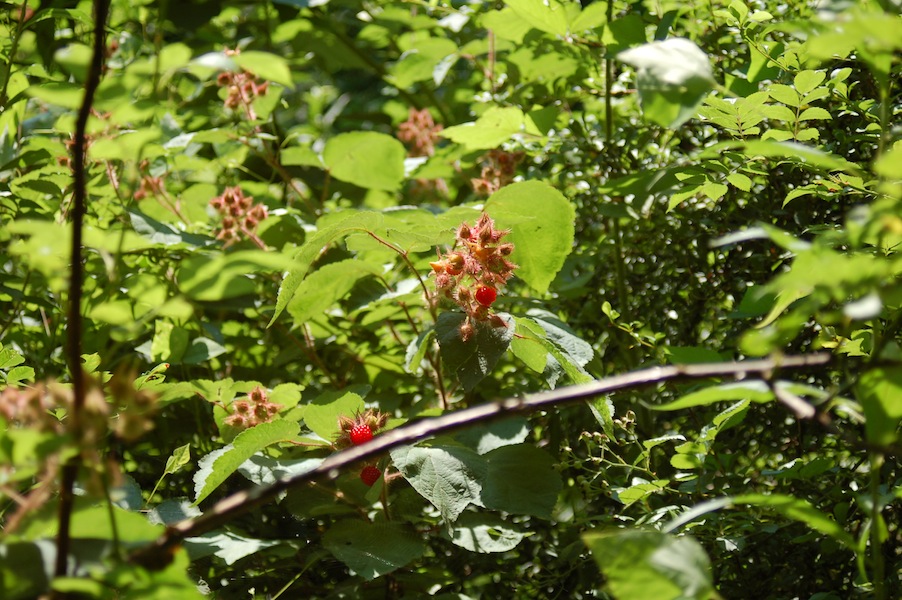 Wineberries