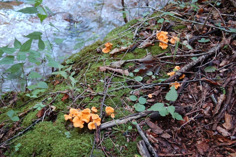 Chanterelles, Hedgehogs, Wineberries and more! — Blue Ridge Discovery