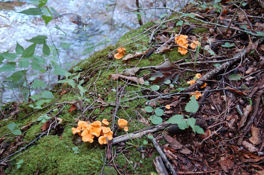 Chanterelles