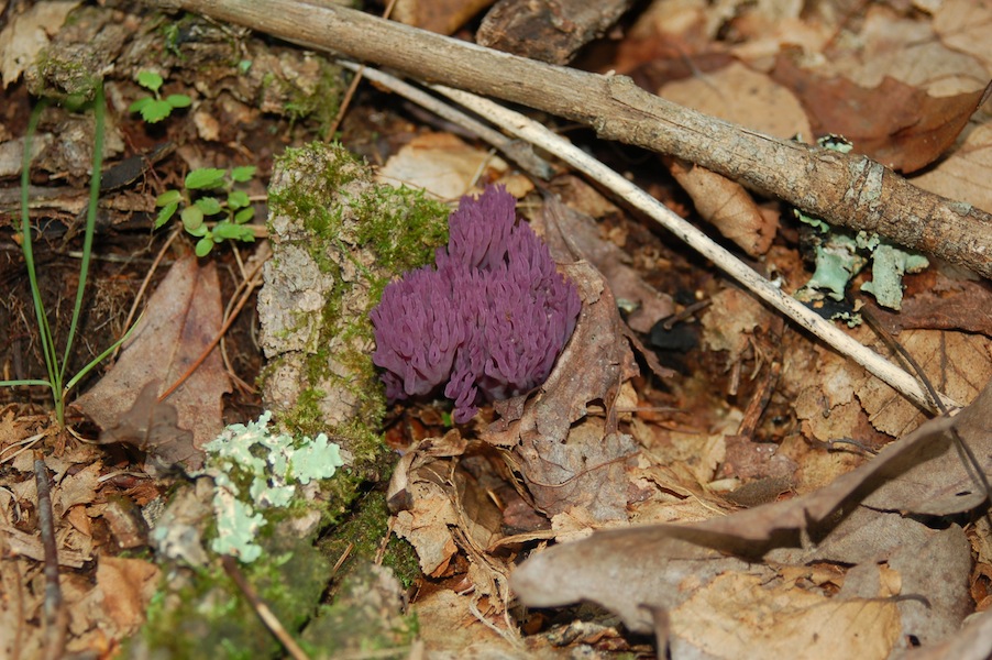Purple Coral Mushroom - NOT EDIBLE