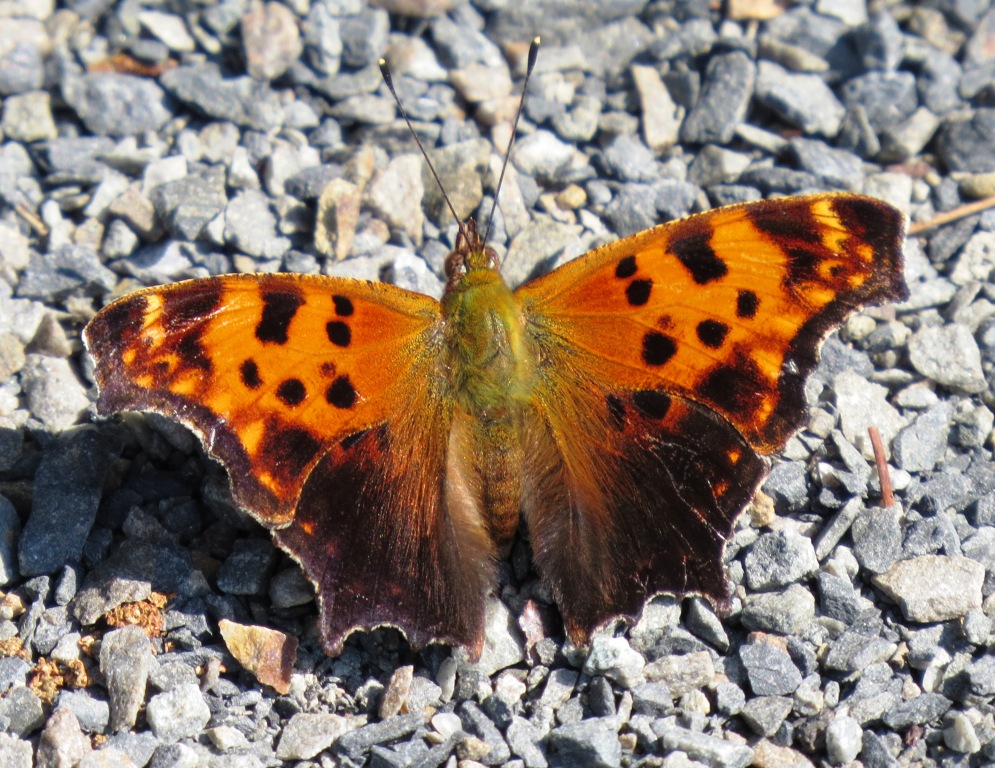 Comma eastern butterfly NRT 7.26.15 Bill Dunson IMG_8365 bb.jpg