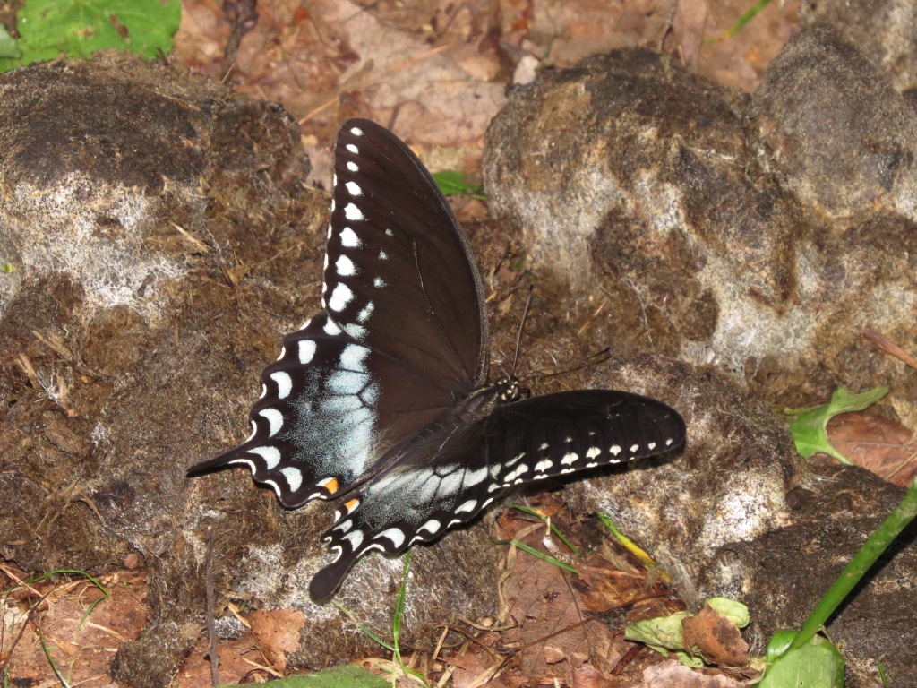 Spicebush swallowtail male on dung at NRT 7.21.15 Bill Dunson IMG_8185 aa.jpg