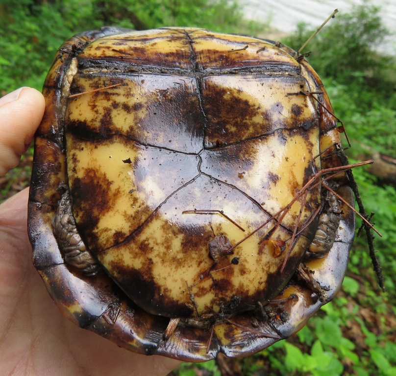 Box turtle male a plastron NRT 5.20.15 Bill Dunson IMG_6741 aa.jpg