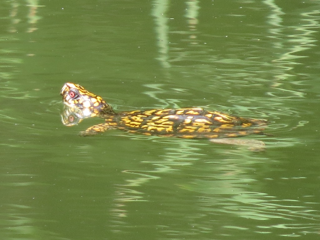 Box turtle male swimming in pond eight farm 7.23.15 Bill Dunson IMG_8272 aa.jpg