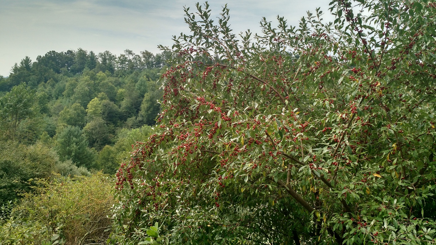 autumn olive harvest! — blue ridge discovery center