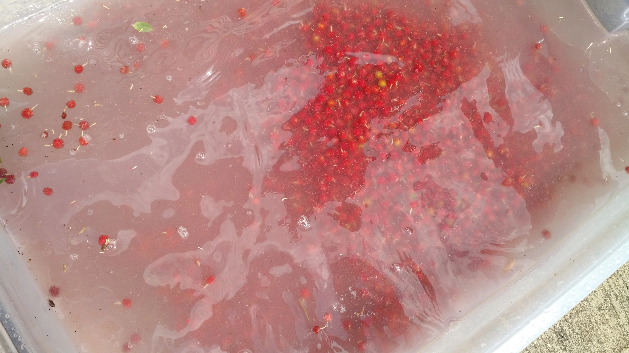Washing the berries.
