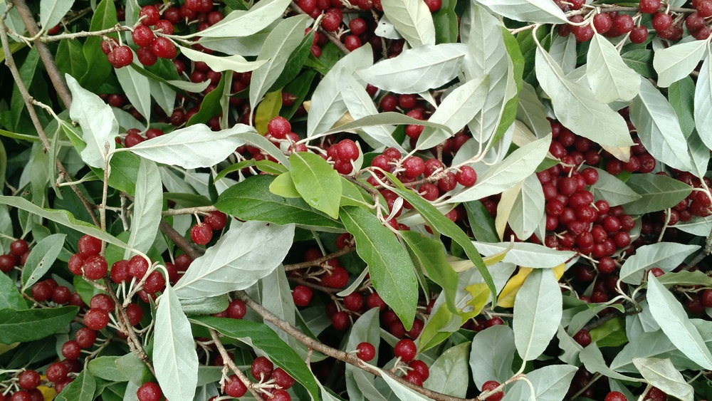 Close-up of pruned branches with berries.