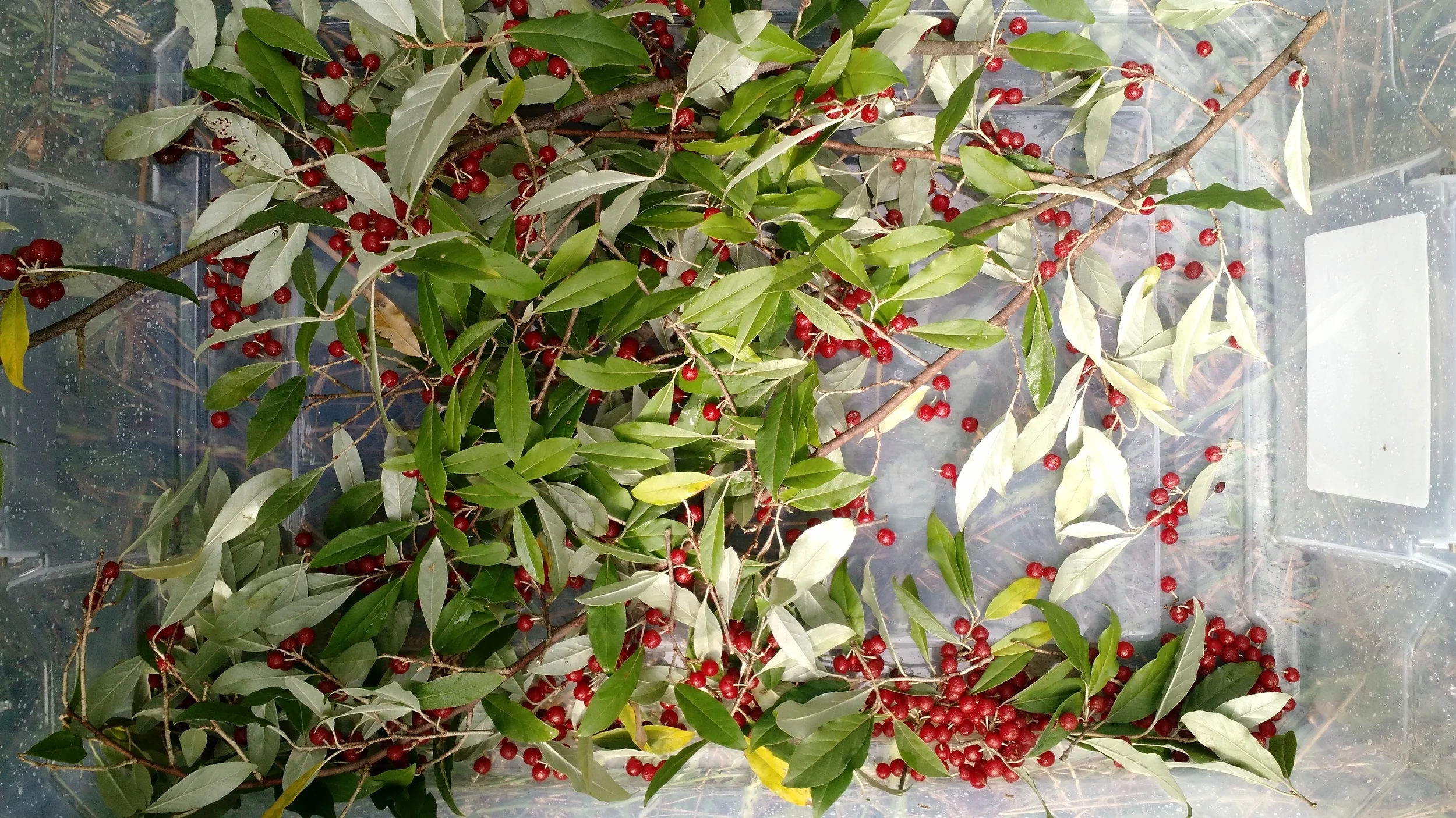 Pruned branches waiting for picking.