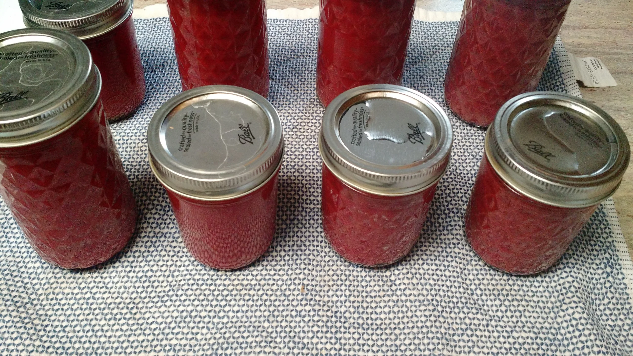 Autumn Olive Harvest! — Blue Ridge Discovery Center