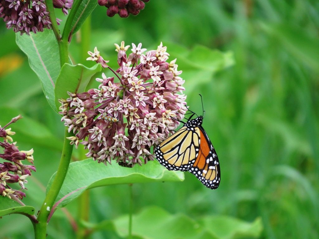 Monarch Butterly on Milkweed