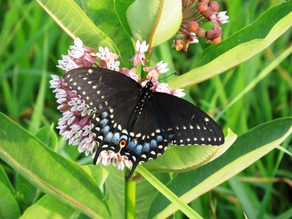 Black Swallowtail