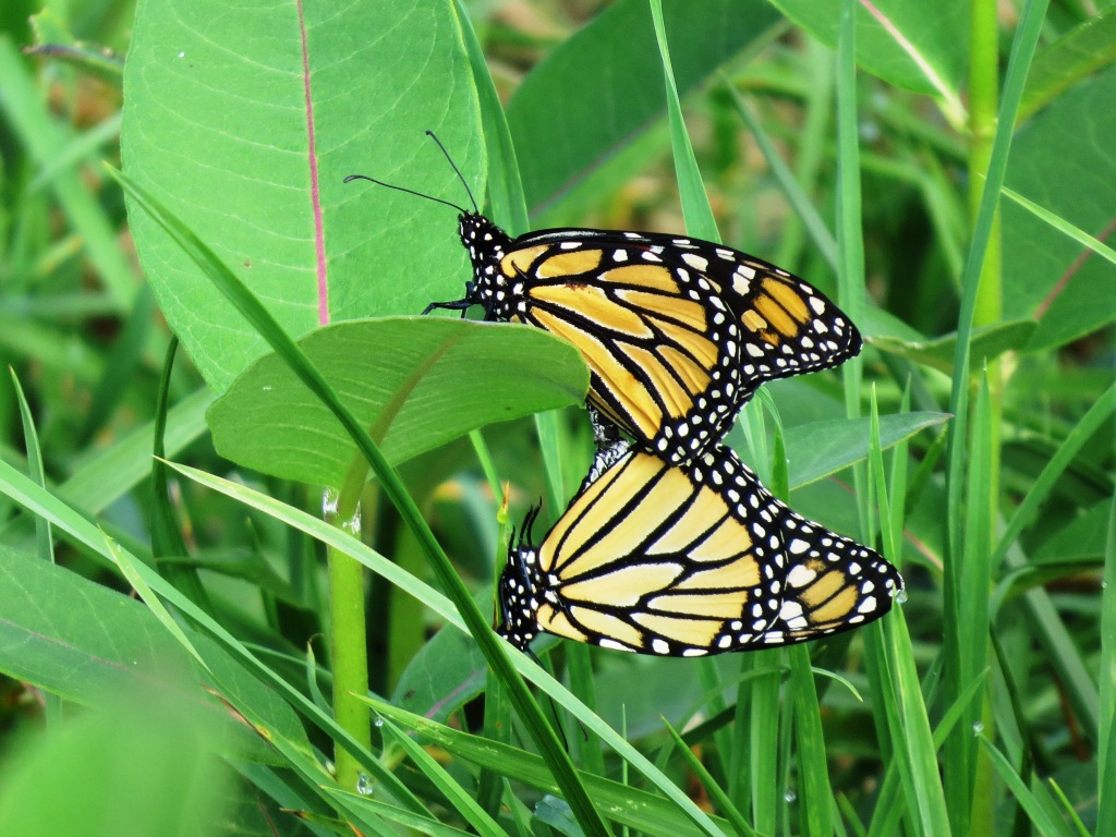 Monarchs Mating