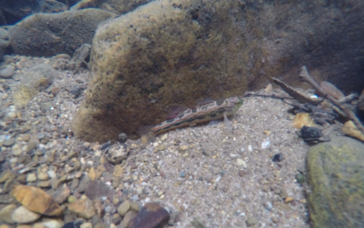 Snubnosed Darter