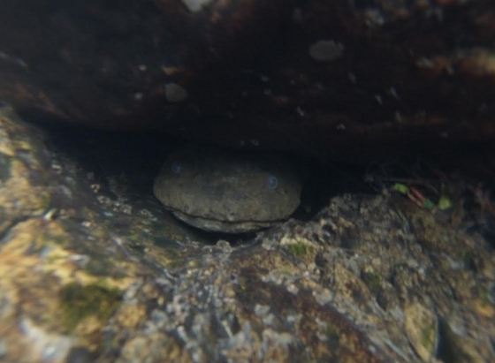 Cutie Pie! Hellbender Face