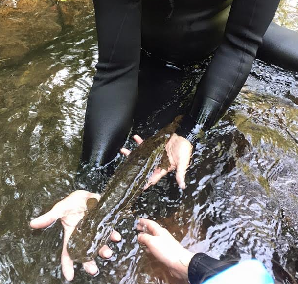Hellbender 20+ inches