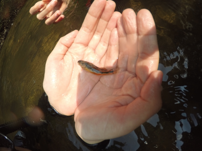 Snubnosed Darter