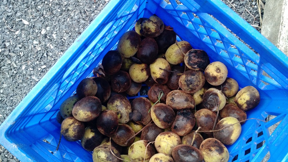 Harvested nuts