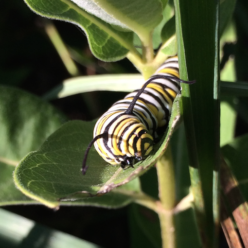 Monarch Caterpillar 
