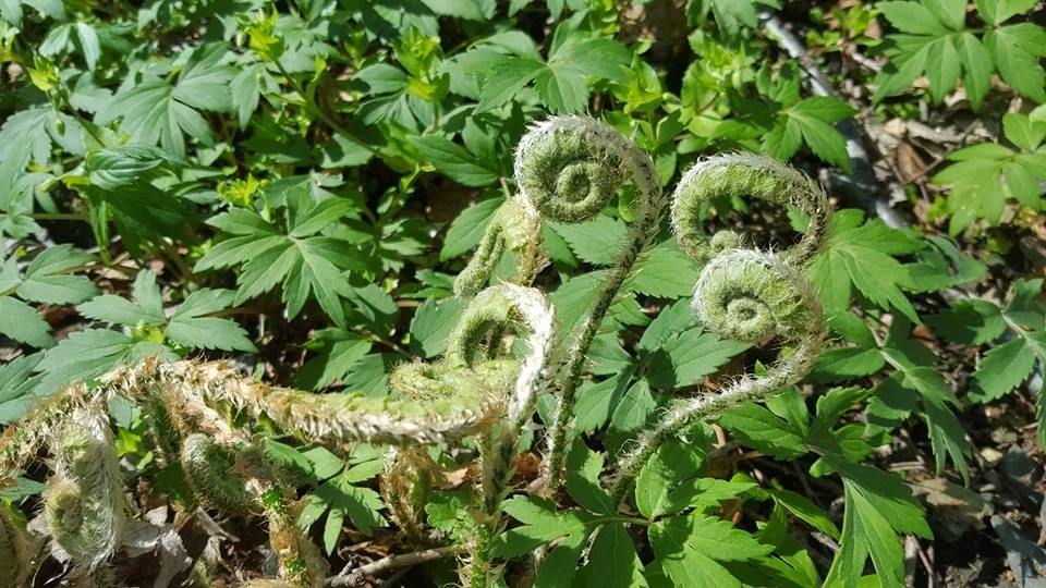 Christmas Fern Fiddleheads Polystichum acrostichoides