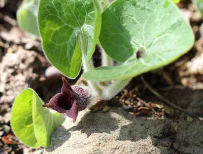 Wild Ginger Asarum canadense