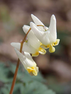  Dutchman's breeches  Dicentra cucullaria  