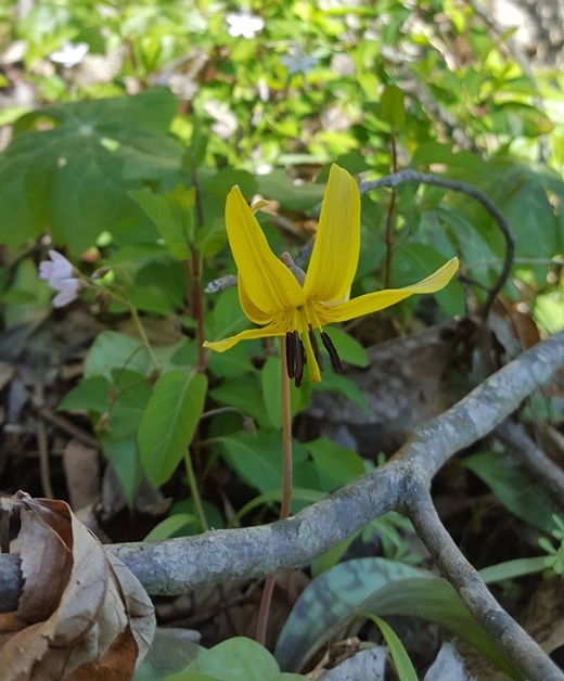  Trout Lily  Erythronium americanum  