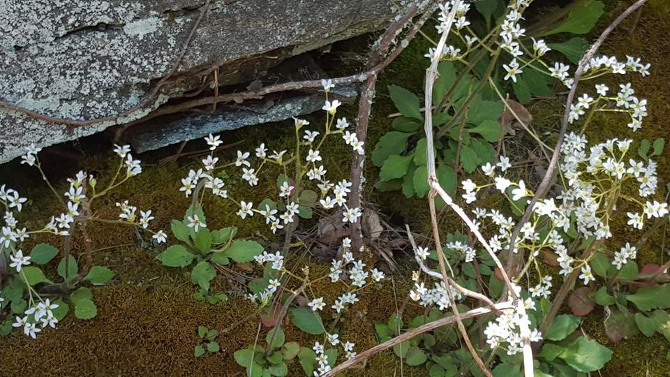  Early Saxifrage  Saxifraga virginiensis  