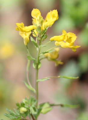  Yellow Fumewort  Corydalis flavula  