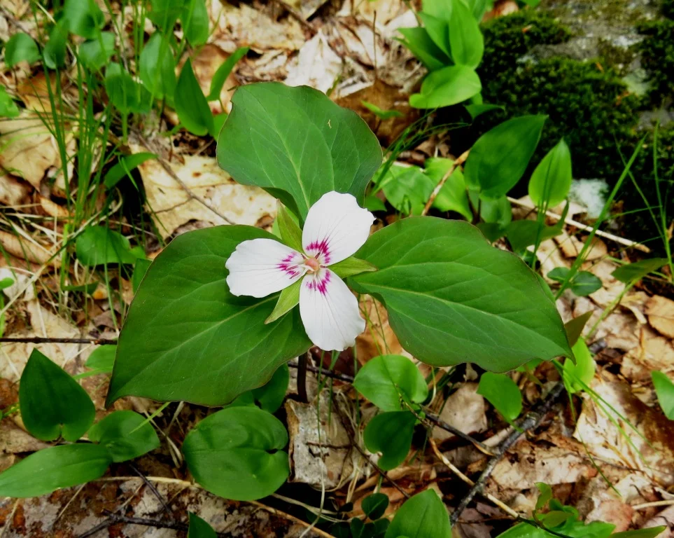 Painted Trillium