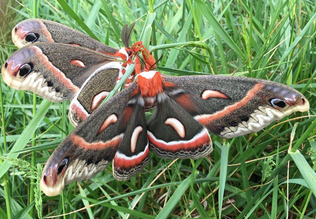 Cecropia moths mating